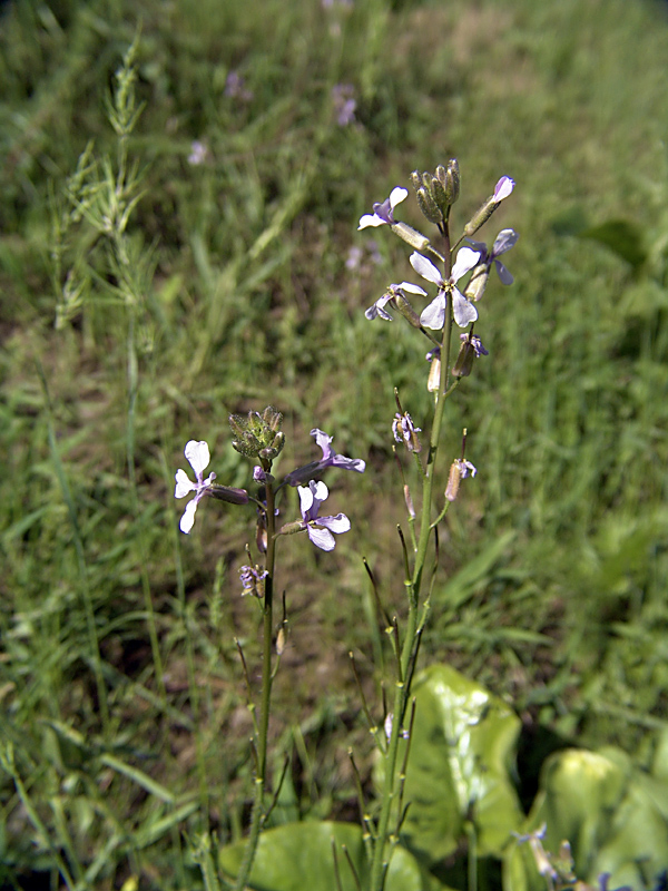 Image of genus Parrya specimen.