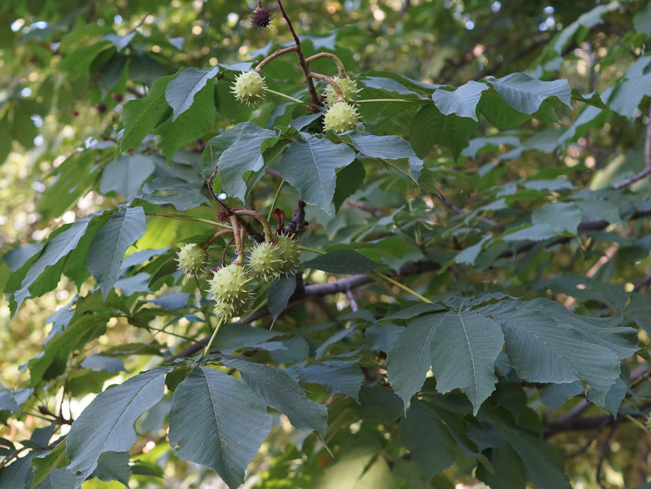 Изображение особи Aesculus hippocastanum.