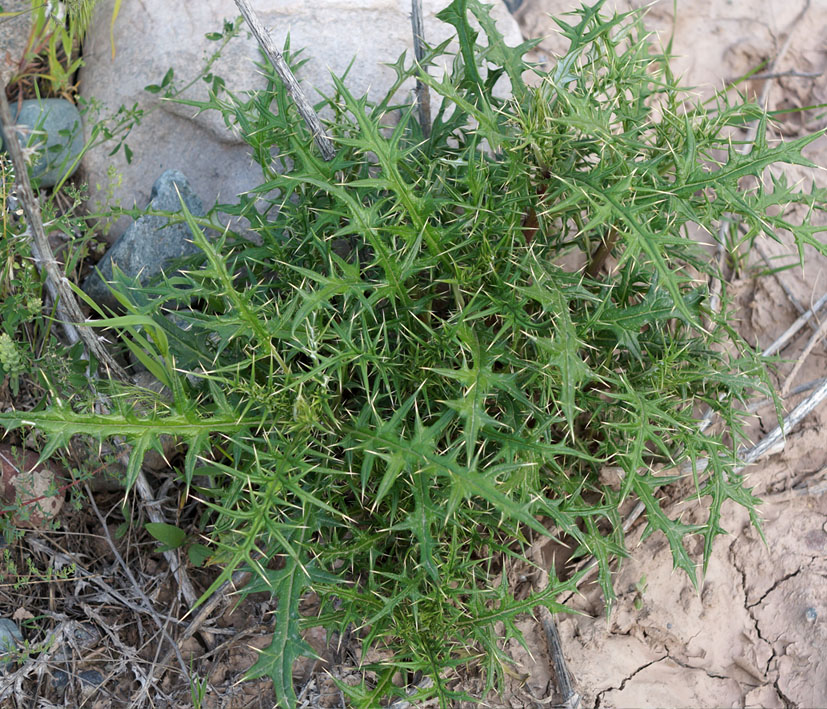 Изображение особи Echinops maracandicus.