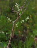 Fallopia convolvulus