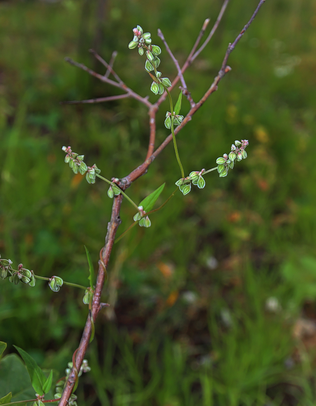 Image of Fallopia convolvulus specimen.