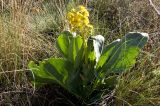 Ligularia altaica. Цветущее растение. Казахстан, Восточно-Казахстанская обл., долина реки Коксу. Начало мая 2012 г.