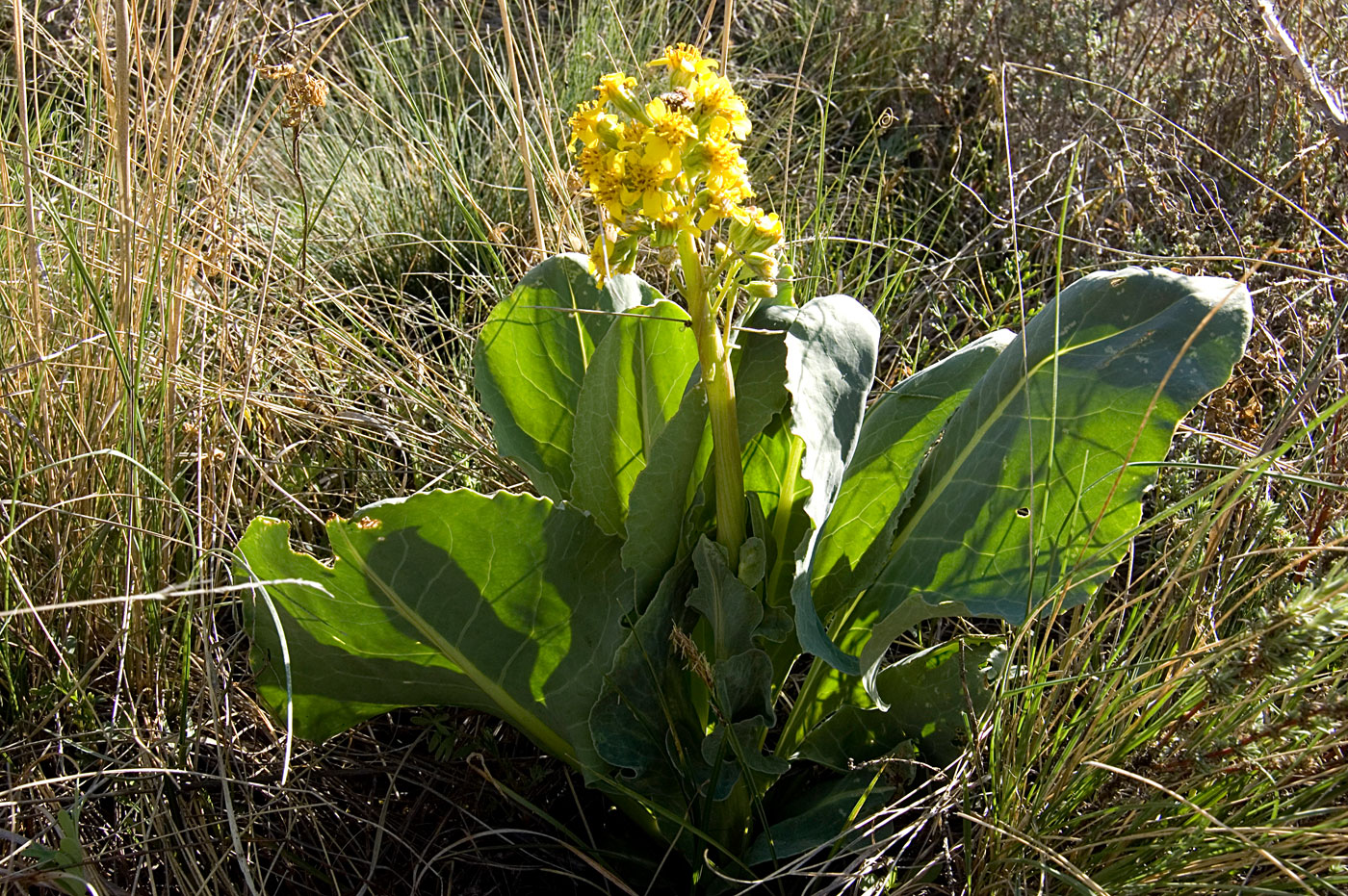 Изображение особи Ligularia altaica.