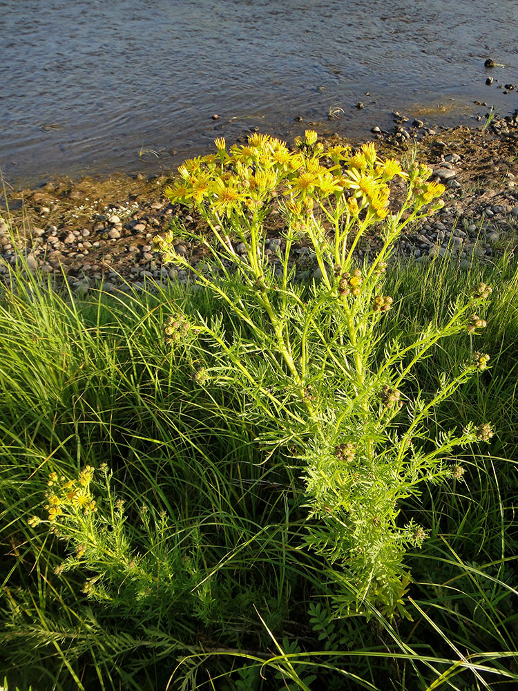 Изображение особи Senecio erucifolius.