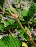 Potentilla elatior