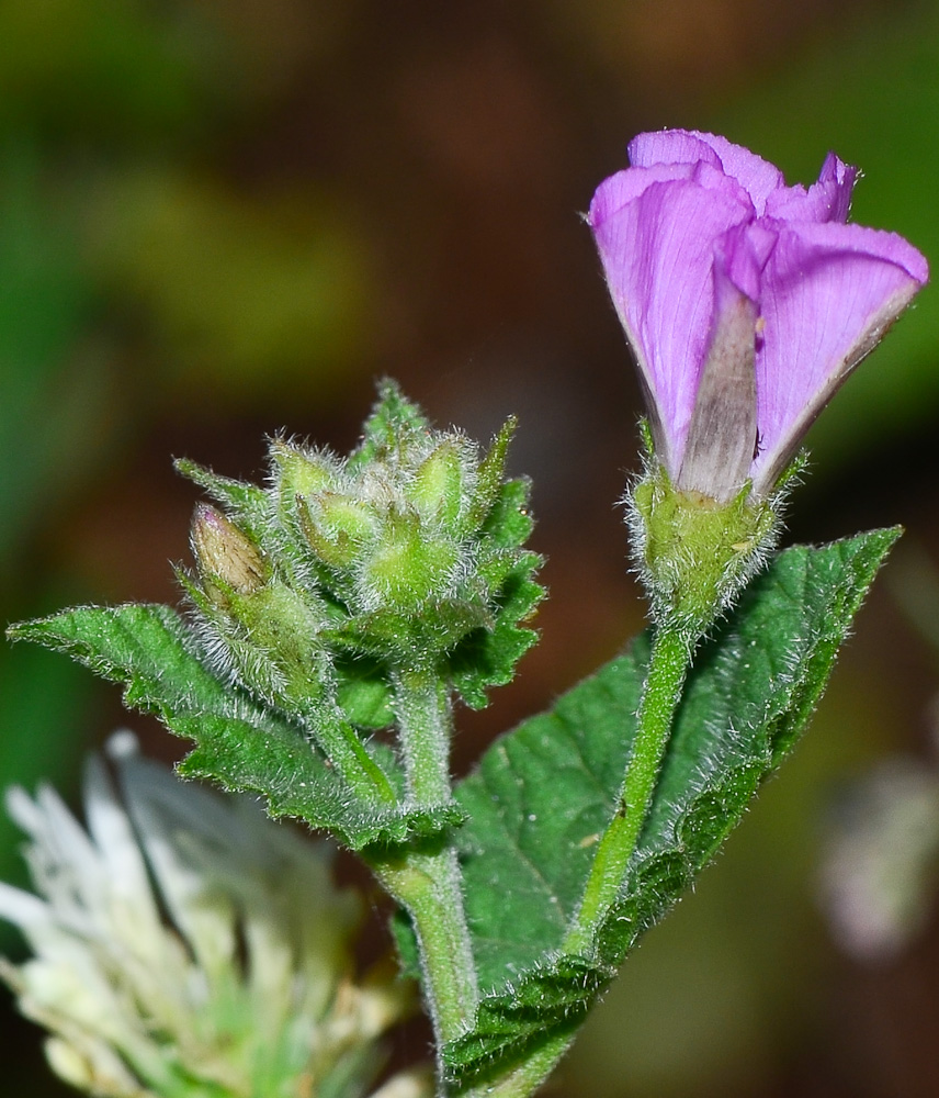 Изображение особи Convolvulus coelesyriacus.