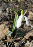 Galanthus nivalis