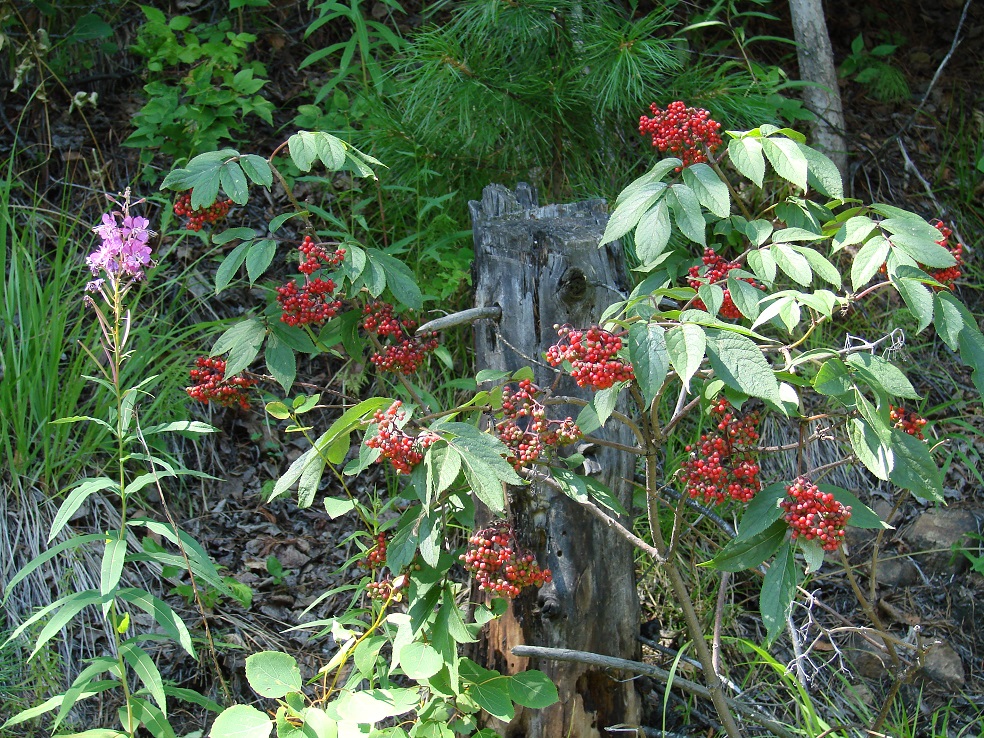 Изображение особи Sambucus sibirica.