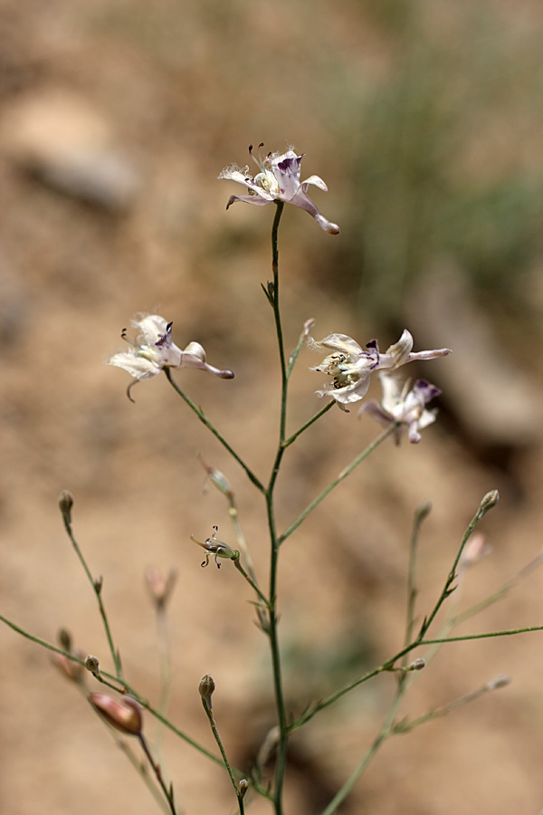 Image of Delphinium barbatum specimen.