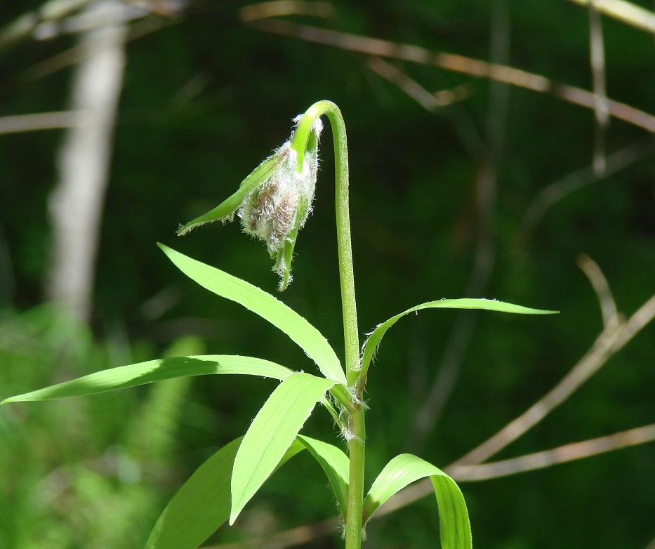 Image of Lilium pilosiusculum specimen.