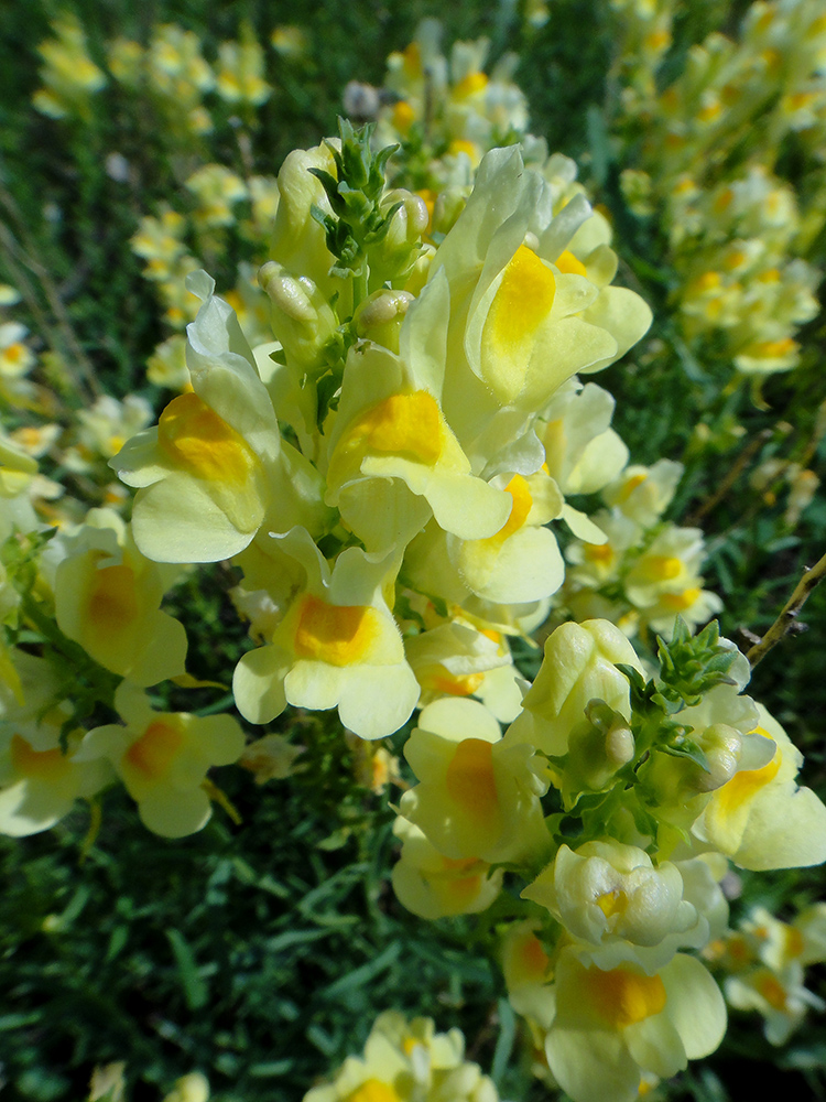 Изображение особи Linaria vulgaris.