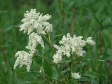 Aconogonon alpinum. Соцветия. Иркутская обл., Иркутский р-н, окр. с. Пивовариха, берег р. Ушаковка. 30.05.2014.