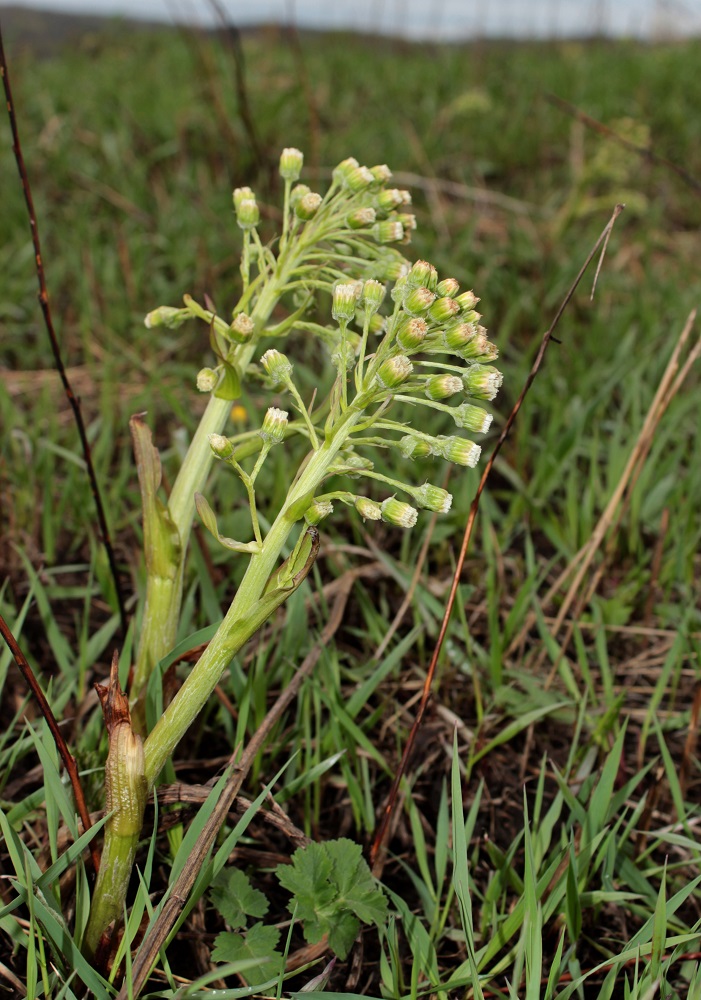 Изображение особи Petasites spurius.