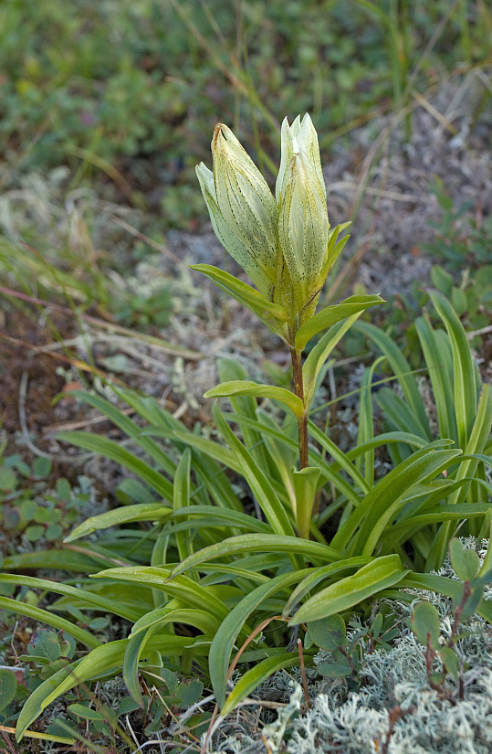 Изображение особи Gentiana algida.