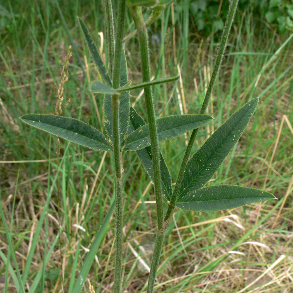 Изображение особи Trifolium montanum.