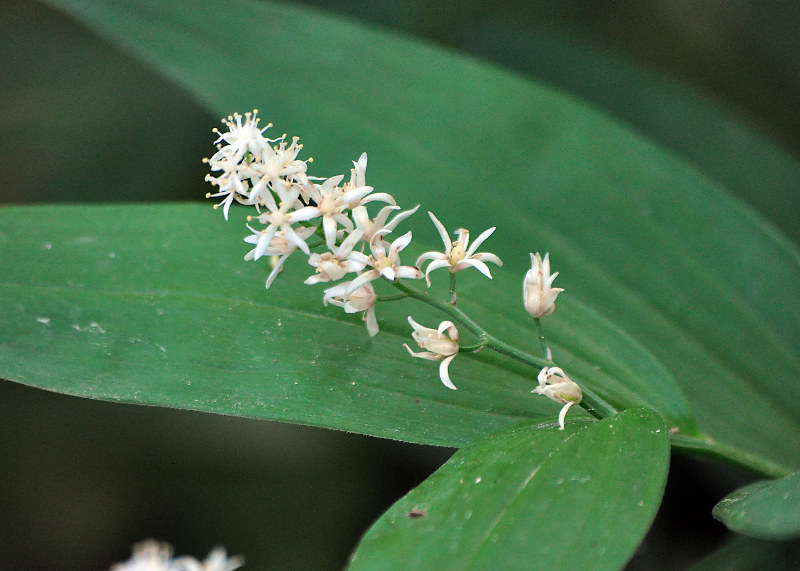 Изображение особи Smilacina stellata.