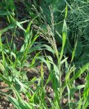 Panicum miliaceum подвид ruderale. Верхушка плодоносящего растения. Иркутская обл., Иркутский р-н, окр. дер. Гряшина, край поля. 09.07.2014.