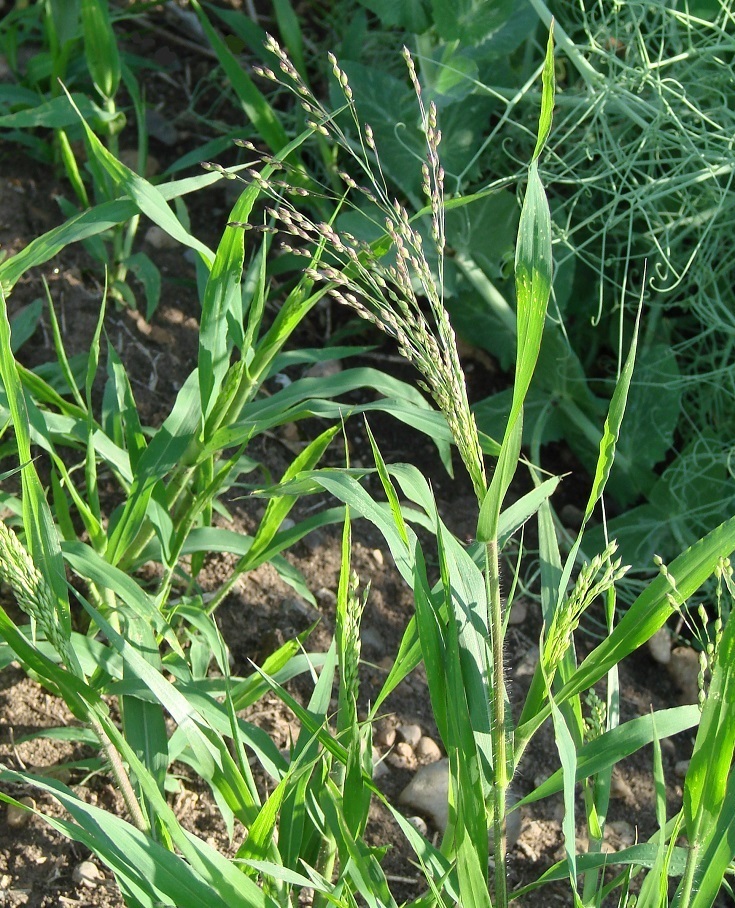 Image of Panicum miliaceum ssp. ruderale specimen.