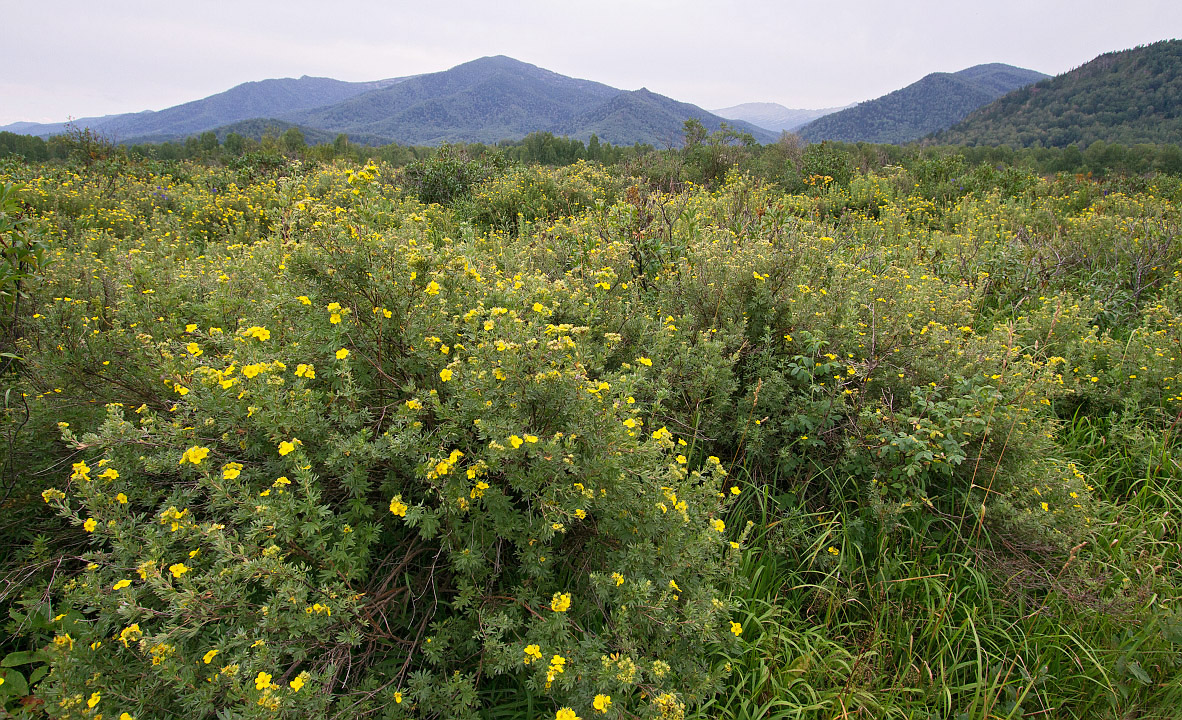 Изображение особи Dasiphora fruticosa.