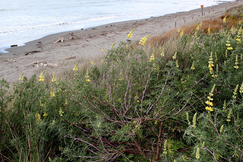 Image of Lupinus arboreus specimen.