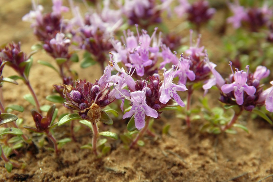 Изображение особи Thymus subarcticus.