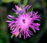 Centaurea jacea