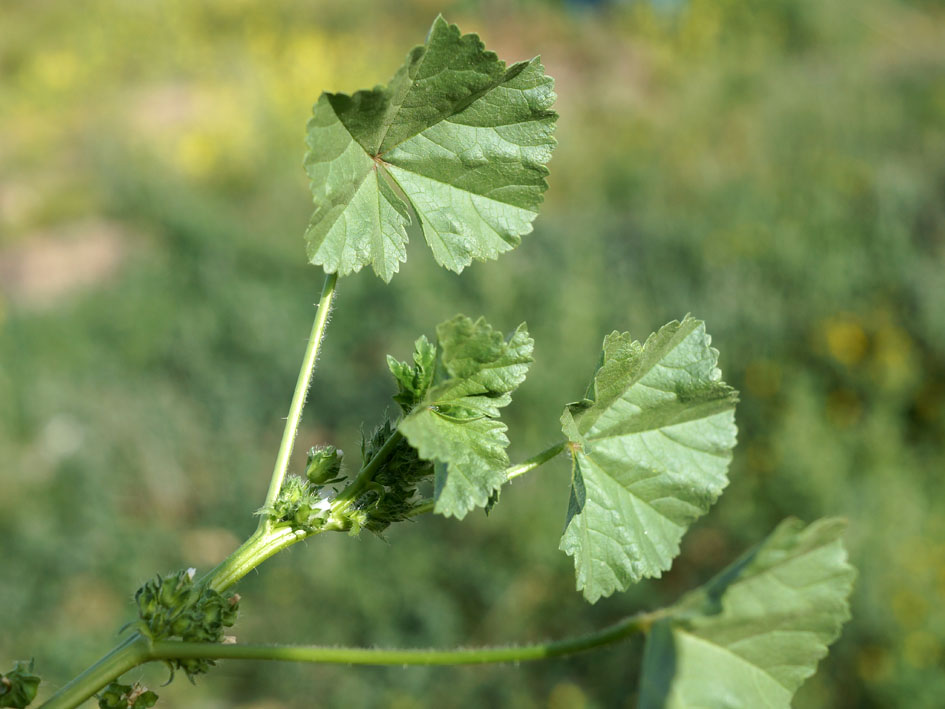 Image of Malva pusilla specimen.