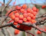 Sorbus sibirica