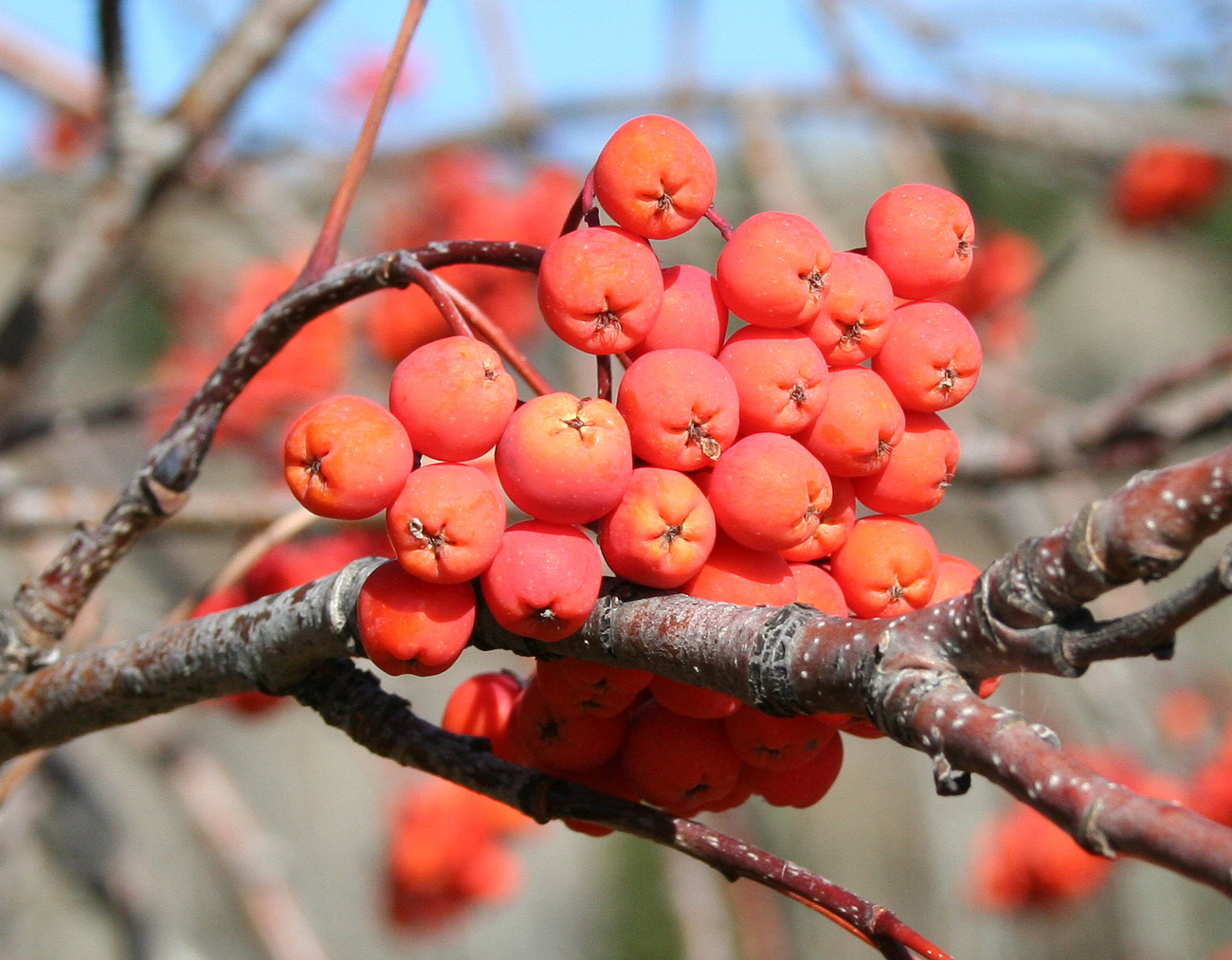 Image of Sorbus sibirica specimen.