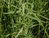 Achillea cartilaginea