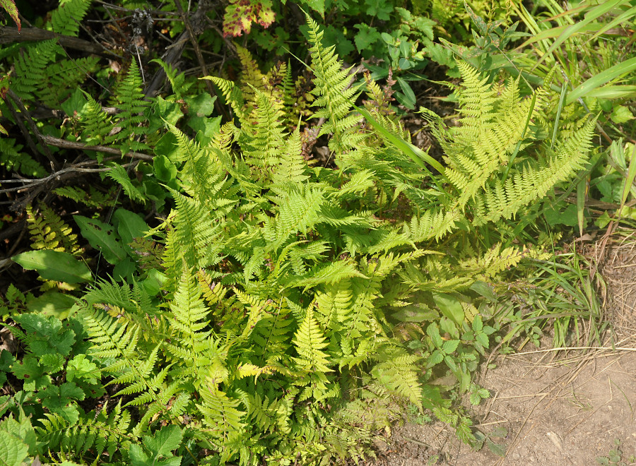 Изображение особи Athyrium yokoscense.