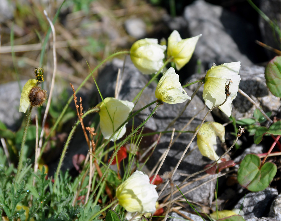 Изображение особи род Papaver.