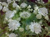 Astrantia major