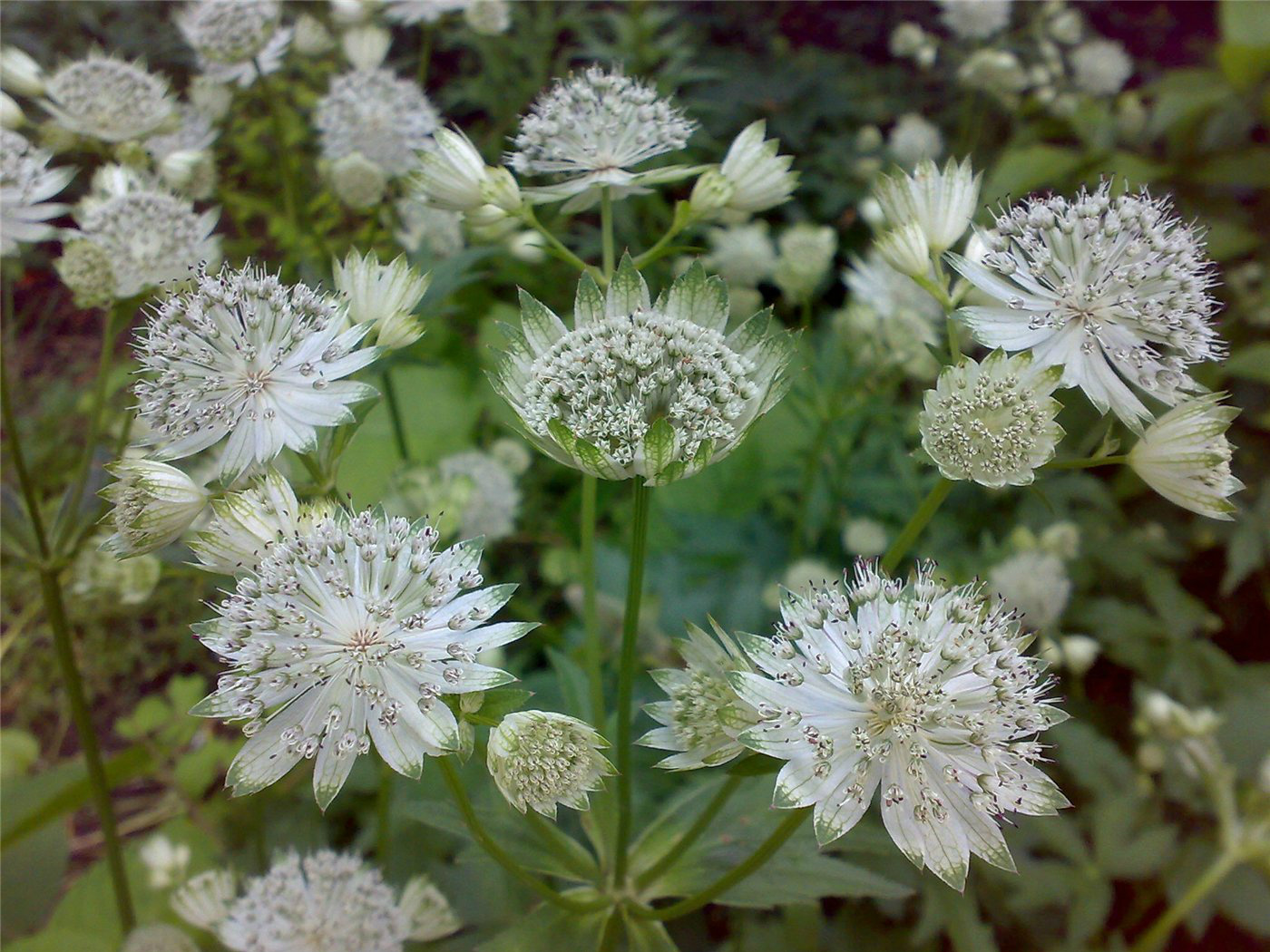 Image of Astrantia major specimen.