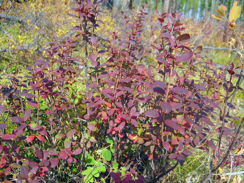 Image of Vaccinium uliginosum specimen.