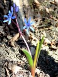 Scilla bifolia