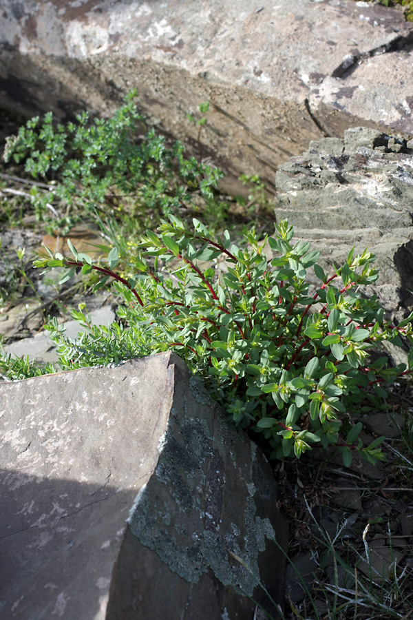 Image of Hypericum scabrum specimen.