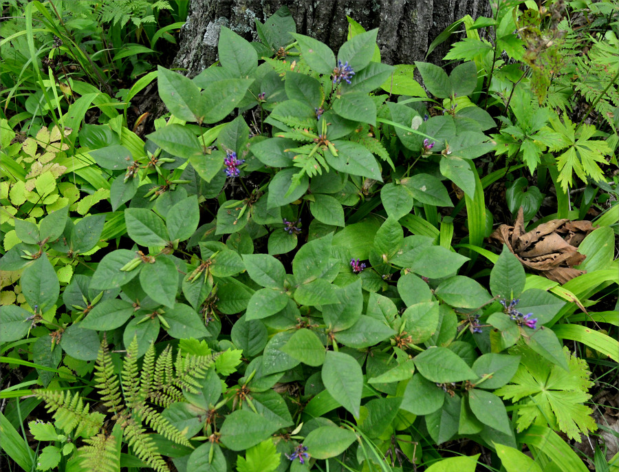 Image of Vicia ohwiana specimen.