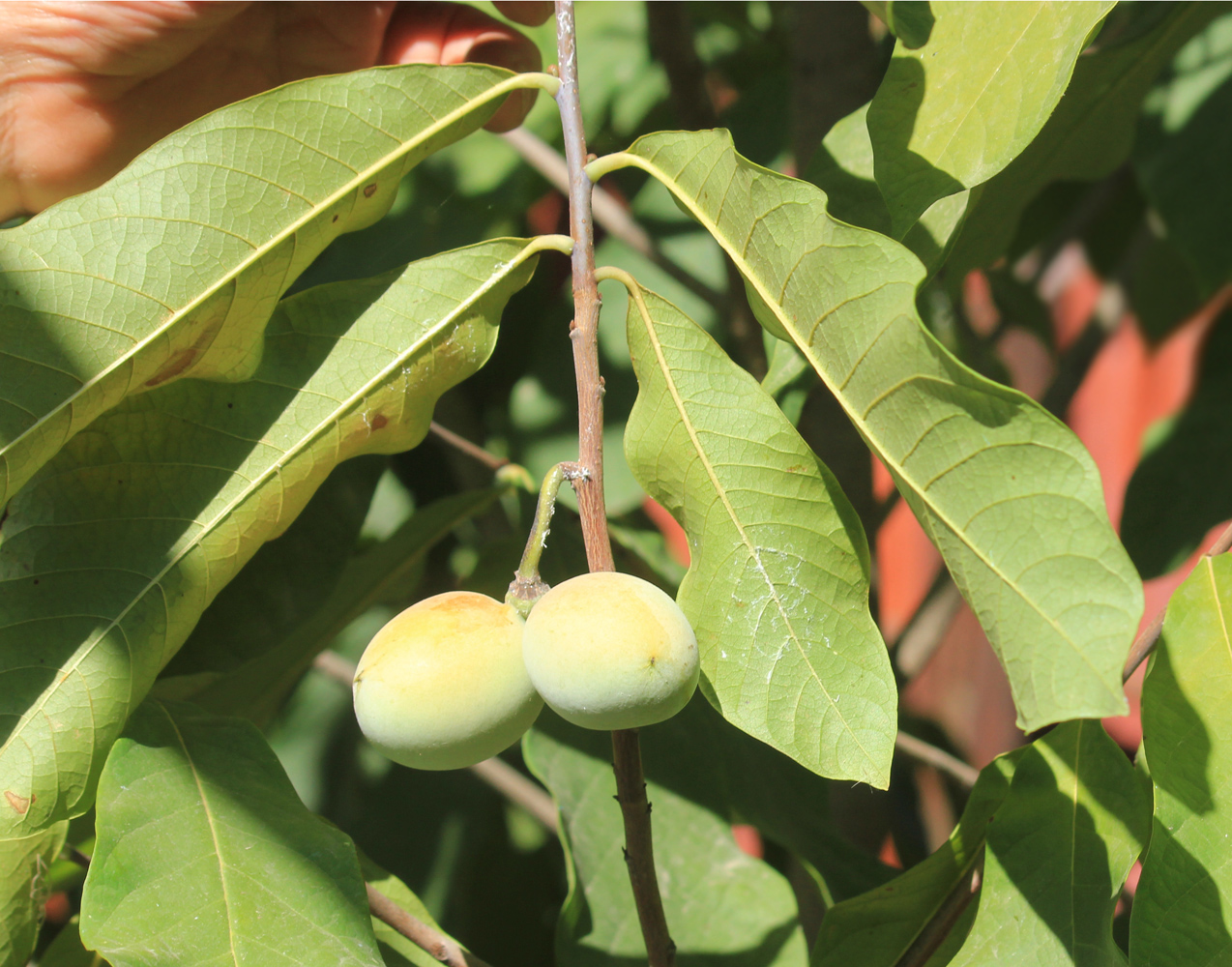 Изображение особи Asimina triloba.