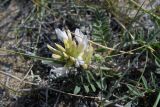 genus Astragalus. Верхушка побега с соцветием. Иркутская обл., о. Ольхон, лесостепь в р-не пос. Узуры. 26.07.2007.