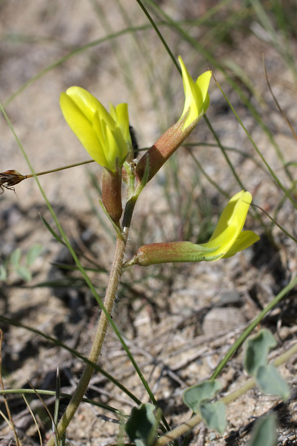 Изображение особи Astragalus farctus.