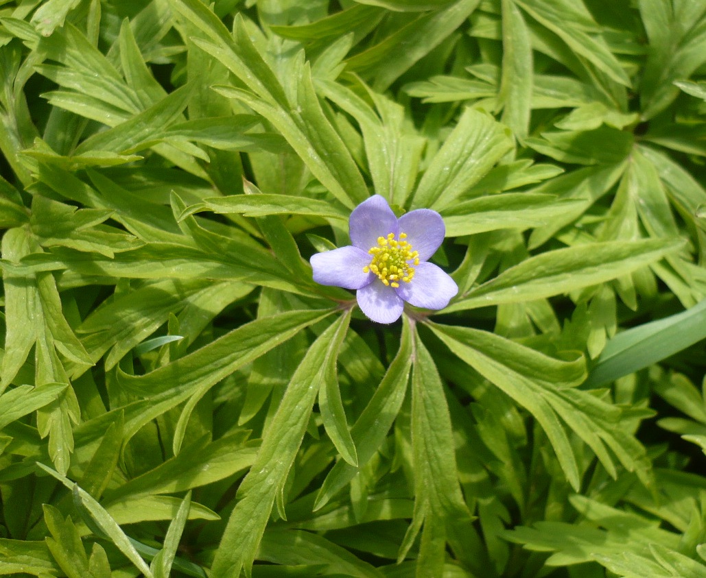 Изображение особи Anemone caerulea.