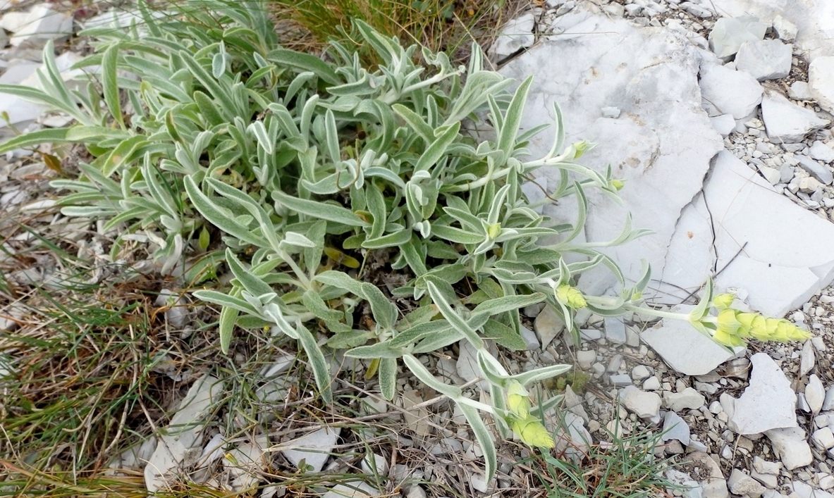 Image of Sideritis euxina specimen.