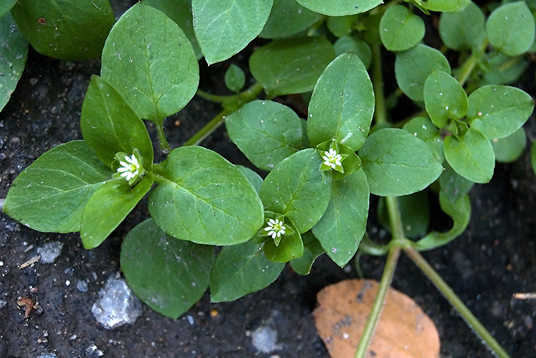 Image of Stellaria media specimen.