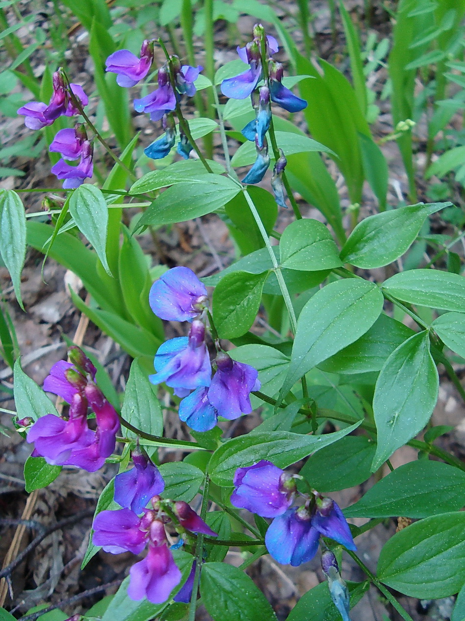 Image of Lathyrus vernus specimen.