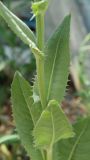 Crepis alpina