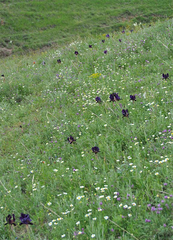 Image of Iris paradoxa specimen.