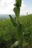 Arabis sagittata