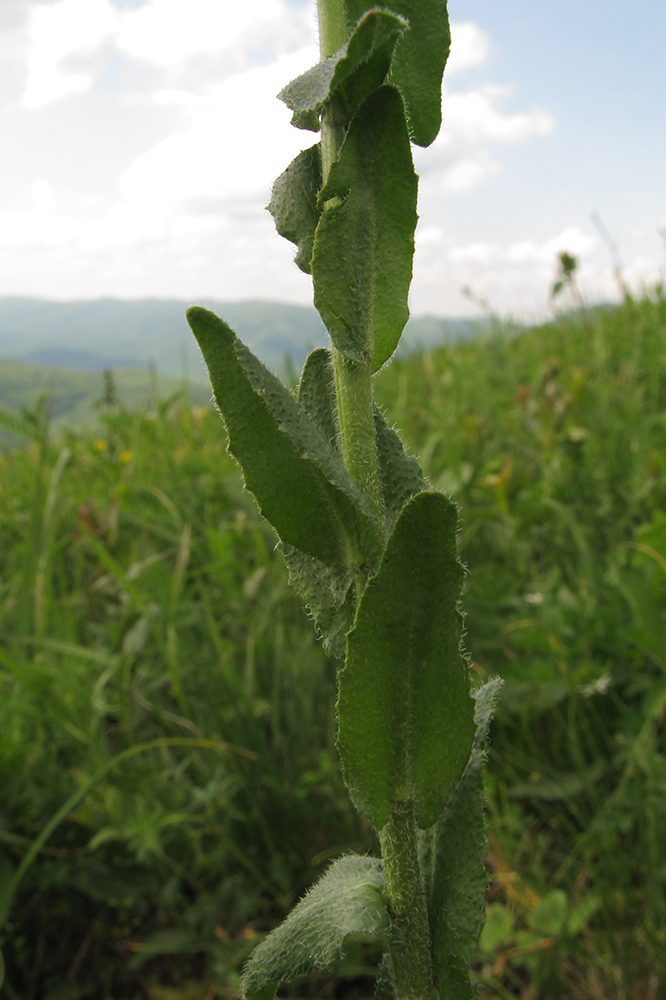 Image of Arabis sagittata specimen.
