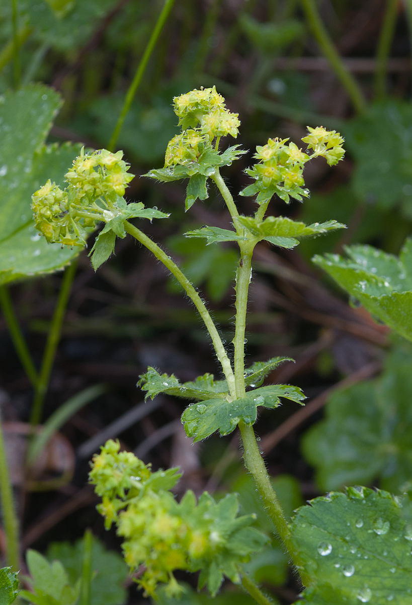 Изображение особи Alchemilla sarmatica.